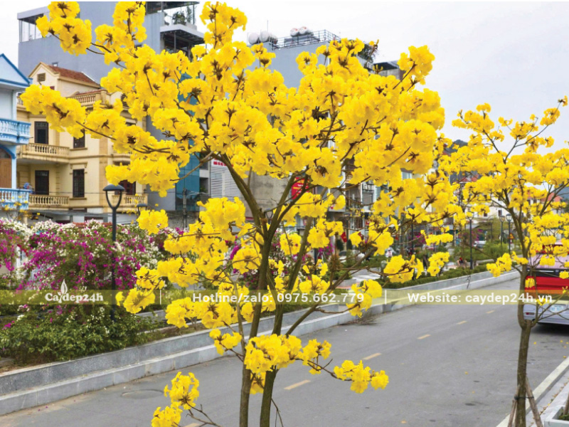 Quy cách cây phong linh cân đối với căn nhà