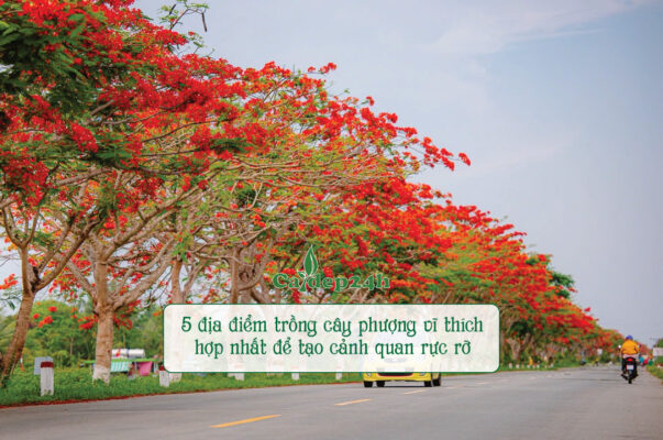 Phượng vĩ nở hoa đỏ rực cho cảnh quan ấn tượng
