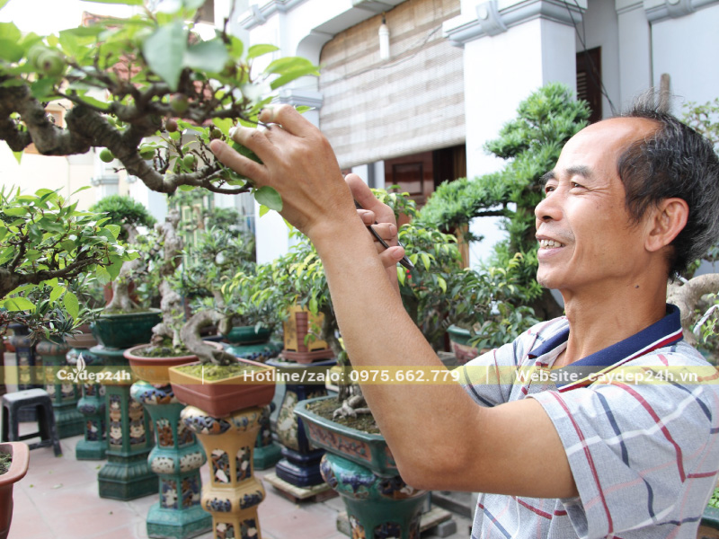 Nghệ nhân áp dụng kỹ thuật cắt giật cho cây bonsai