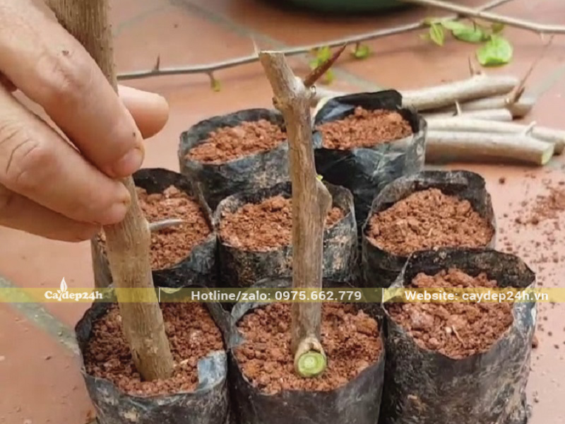 Giâm cành số lượng lớn trong thời gian ngắn