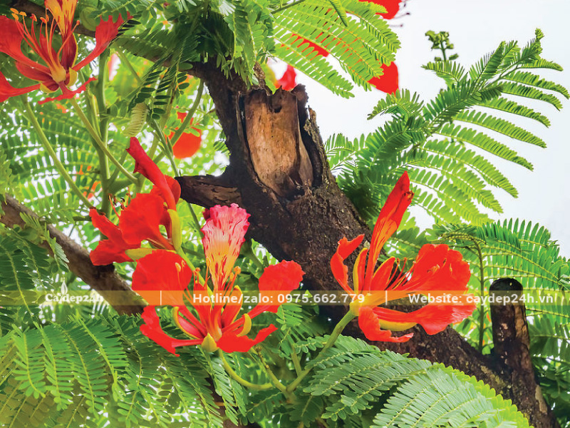 Mật độ lá phượng vĩ rất dày