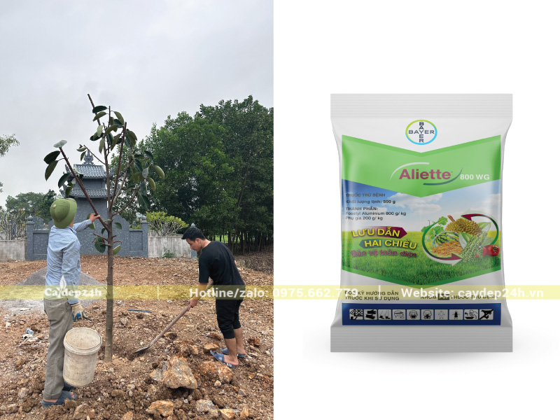 Xới cho đất tơi xốp và bổ sung Aliette 800WG trị nấm rễ