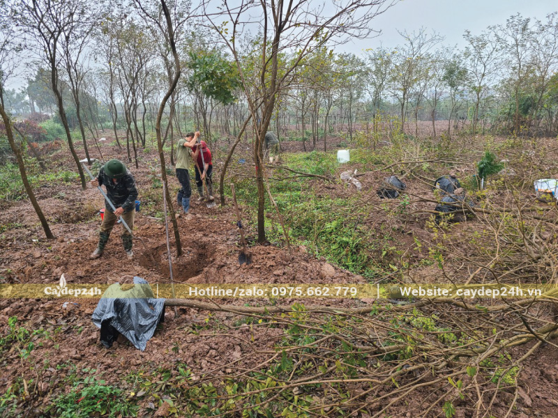 Đặt cây đứng thẳng giữa hố và bắt đầu lấp đất