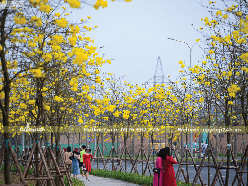 Trồng cây phong linh dâm ủ đảm bảo tỷ lệ sống, xanh tươi cao hơn