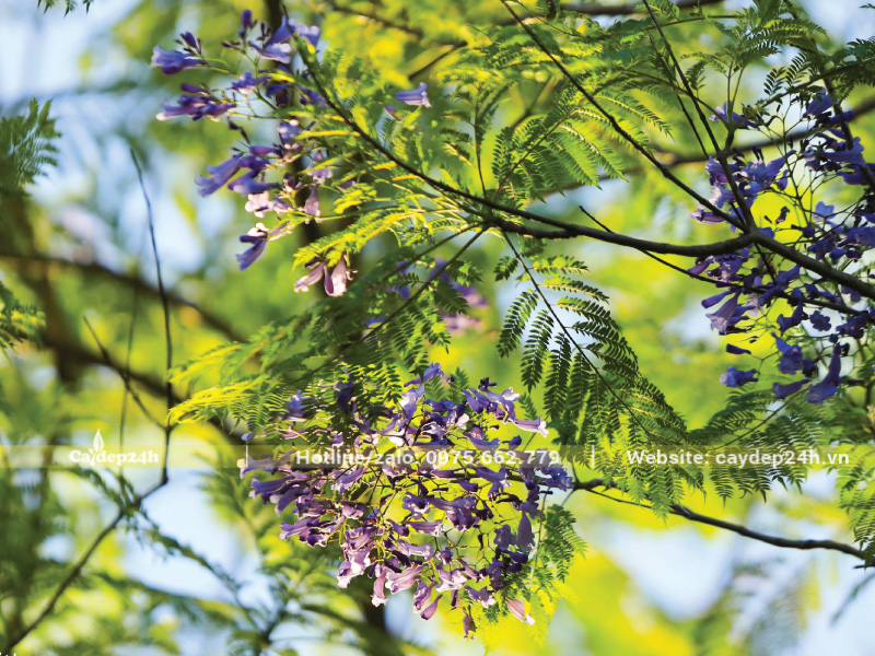 Lá phượng tím rất thưa và mỏng