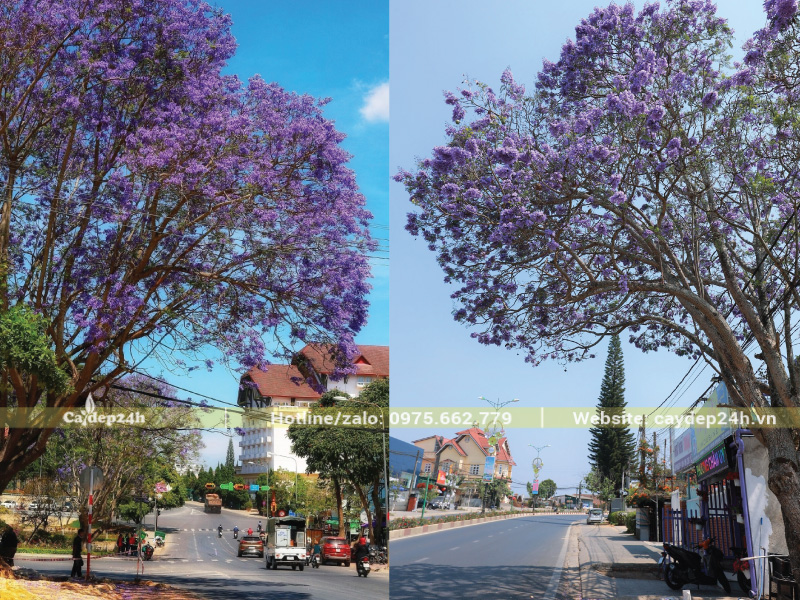 Nắng chiếu qua cây tạo vết đốm li ti trên mặt đường