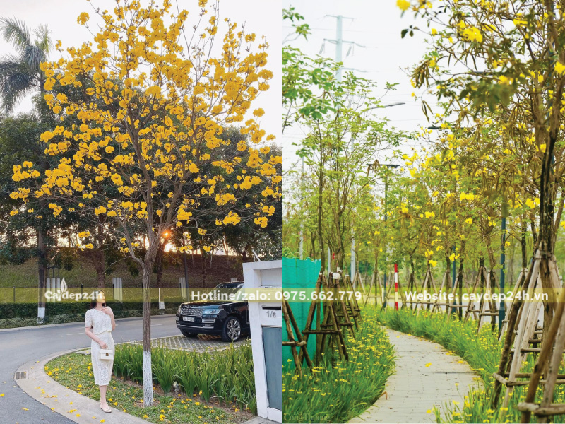 Nhiều khách hàng lựa chọn trồng phong linh trước nhà