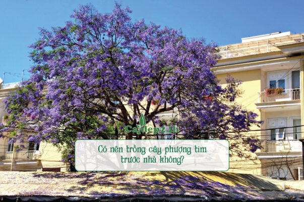 Trồng cây phượng tím trước nhà được nhiều khách hàng ưa chuộng