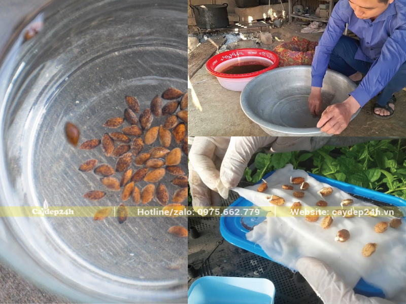 Ngâm hạt trong nước đa pha theo tỷ lệ