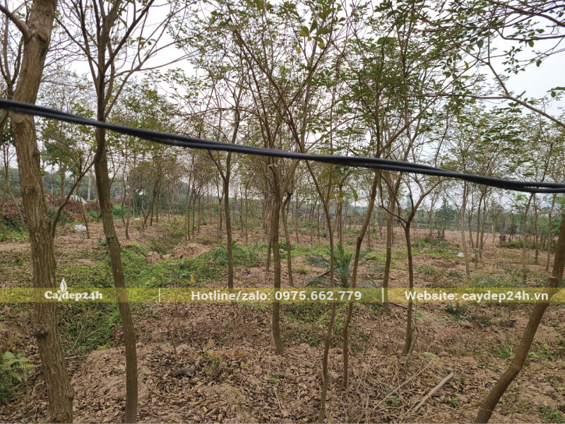 Cắt nước tưới cho cây vào giữa tháng 11 âm lịch