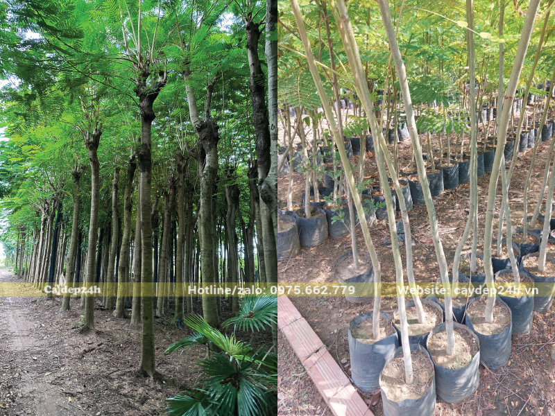 Cây Đẹp 24h có sẵn cây phượng vĩ số lượng lớn