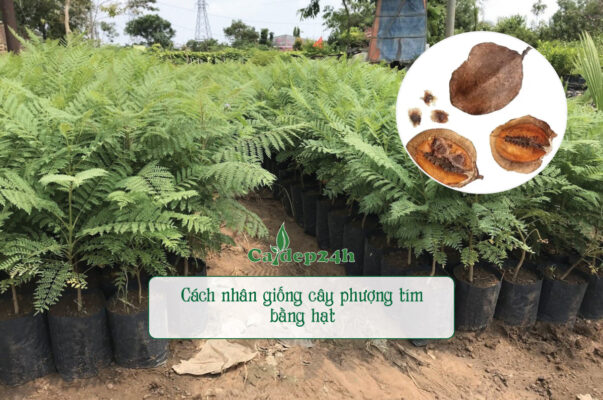 Nhân giống cây phượng tím bằng hạt chuẩn kỹ thuật