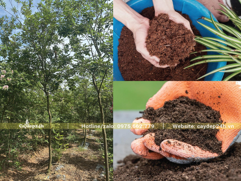 Trộn thêm xơ dừa và phân chuồng vào đất thịt