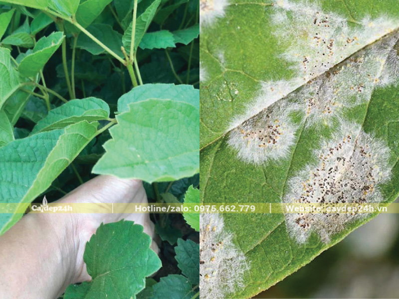 Phấn trắng ảnh hưởng đến quang hợp của cây phong linh