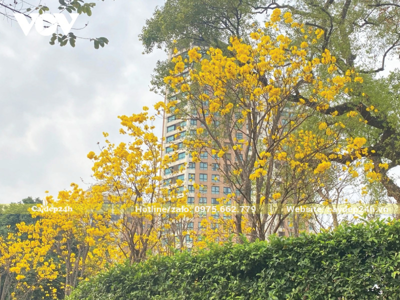 Phong linh trưởng thành và nở hoa đẹp