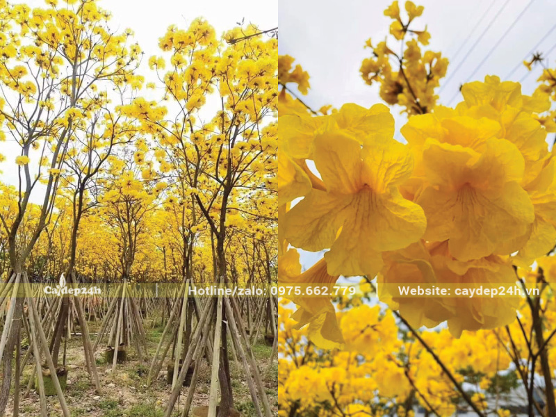 Vị trí đón nắng tốt giúp hoa phong linh đẹp hơn