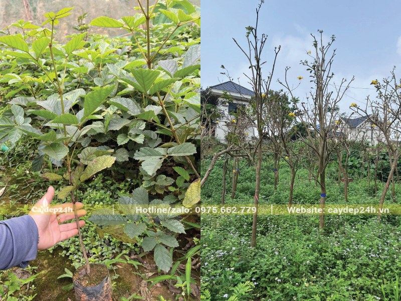 Phong linh công trình dễ chăm hơn phong linh giống