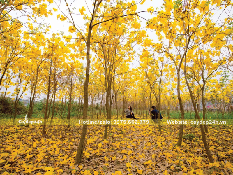 Phong linh rụng trụi lá để ra hoa đẹp