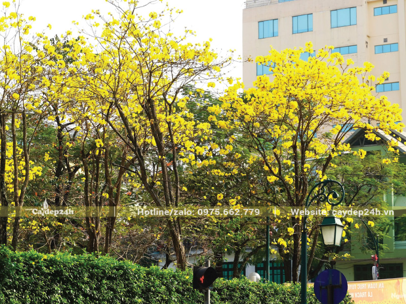 Cây phong linh trưởng thành sẽ nở hoa rực rỡ