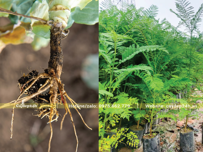 Lở cổ rễ rất phổ biến với cây phượng tím non