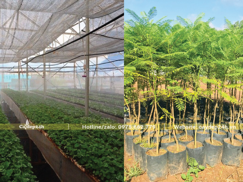 Phun sương khoảng 2 lần mỗi ngày cho cây phượng tím