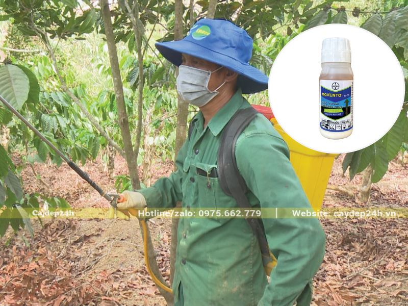 Phun thuốc Movento 150OD diệt trừ rệp sáp