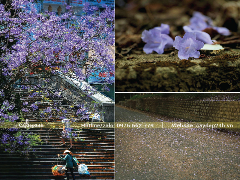 Hoa phượng tím rụng rất nhiều