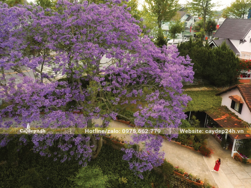 Xiết nước phượng tím để cây tập trung phát triển nụ hoa
