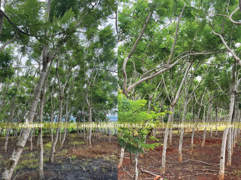 Cây phượng tím trồng ở miền Nam phù hợp vì cây ưa ánh sáng mạnh