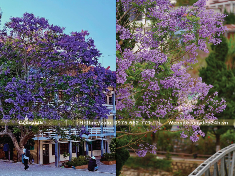 Phượng tím nở tuung cánh màu tím thơ mộng