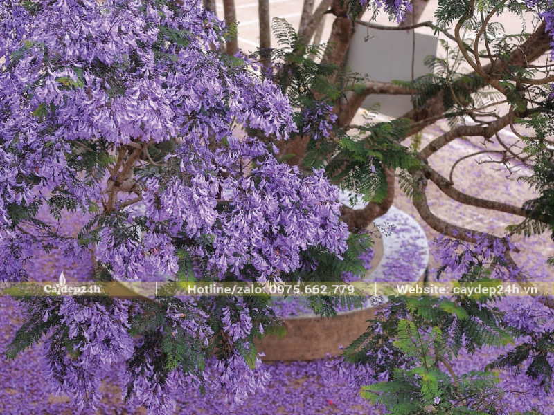 Áp dụng đúng kỹ thuật xiết nước giúp cây nở bung hoa tím rực rỡ