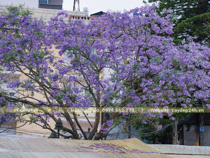 Phượng tím nở hoa đẹp vào đầu tháng 3 đến tháng 5