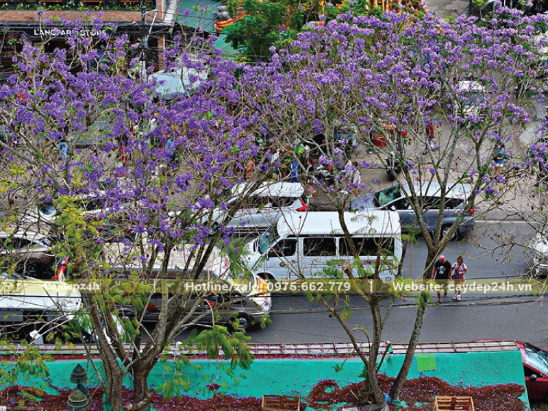 Trồng phượng tím tại những nơi có khí hậu mát mẻ