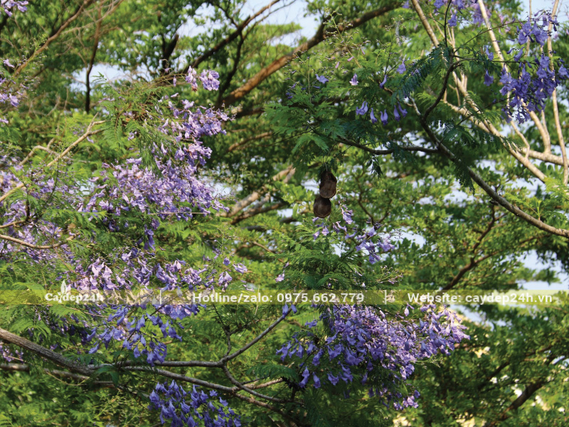 Thanh lọc không khí hiệu quả nhờ lá phượng