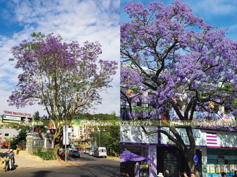 Trồng phượng tím lệch về một bên cổng chính cho mặt tiền thoáng đãng