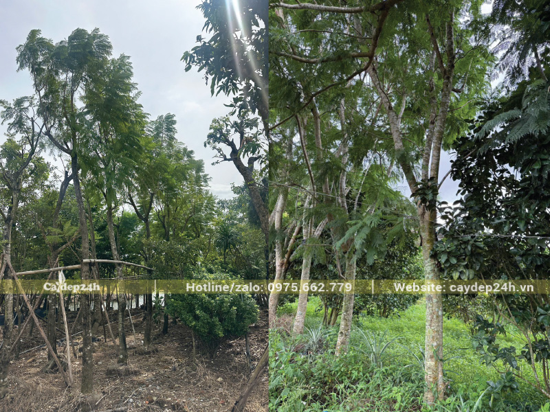 Cây phượng hoa tím trưởng thành có thể ra hoa đẹp