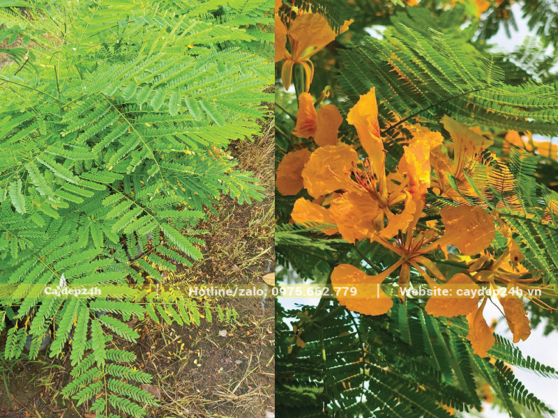 Lá phượng vàng khá dày với dạng kép lông chim 2 lần