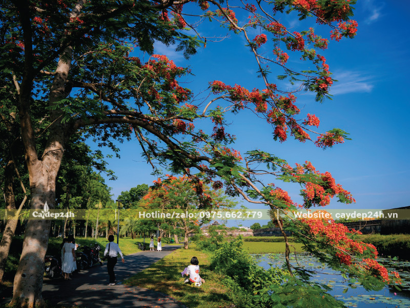 Cây phượng vĩ sinh trưởng và ra hoa đẹp trong thời tiết nắng gắt