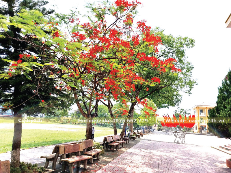 Đảm bảo an toàn cho học sinh vui chơi với khung tán cây gọn gàng