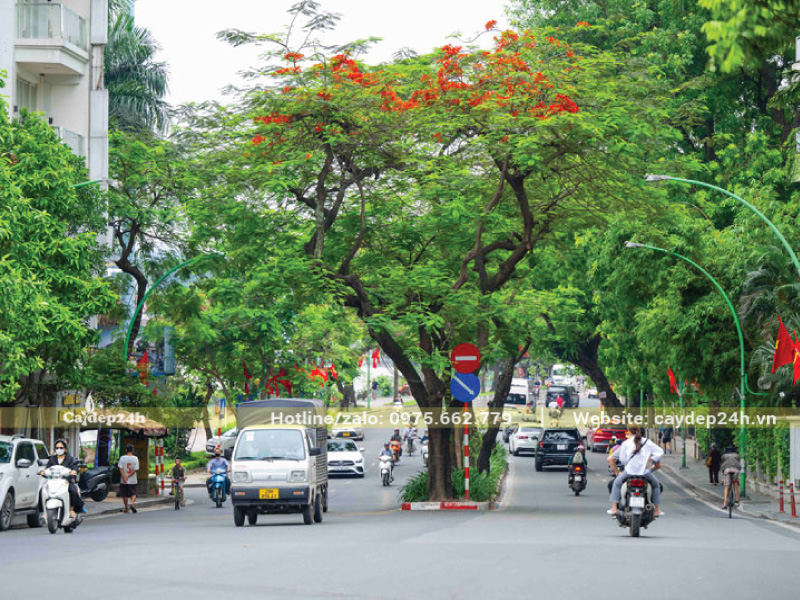 Trồng cây phượng đỏ tại dải phân cách đường Thanh Niên - Hà Nội