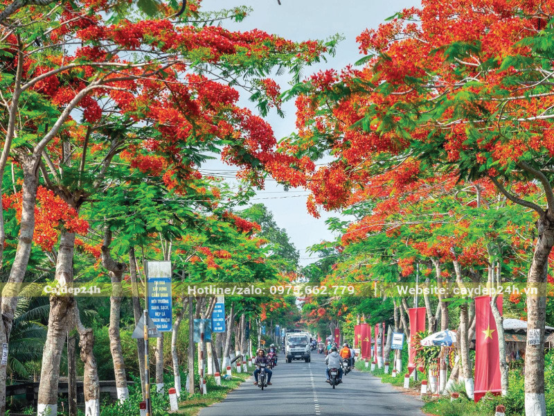 Cây phượng vĩ nở bung hoa đỏ rực