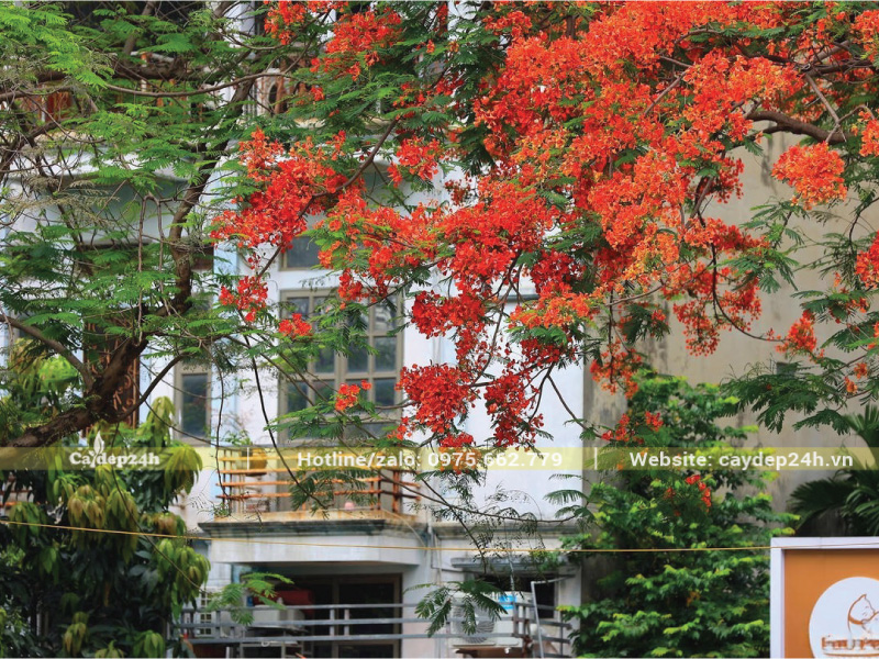 Giữ khoảng cách an toàn giữa tán cây với cửa, tường nhà