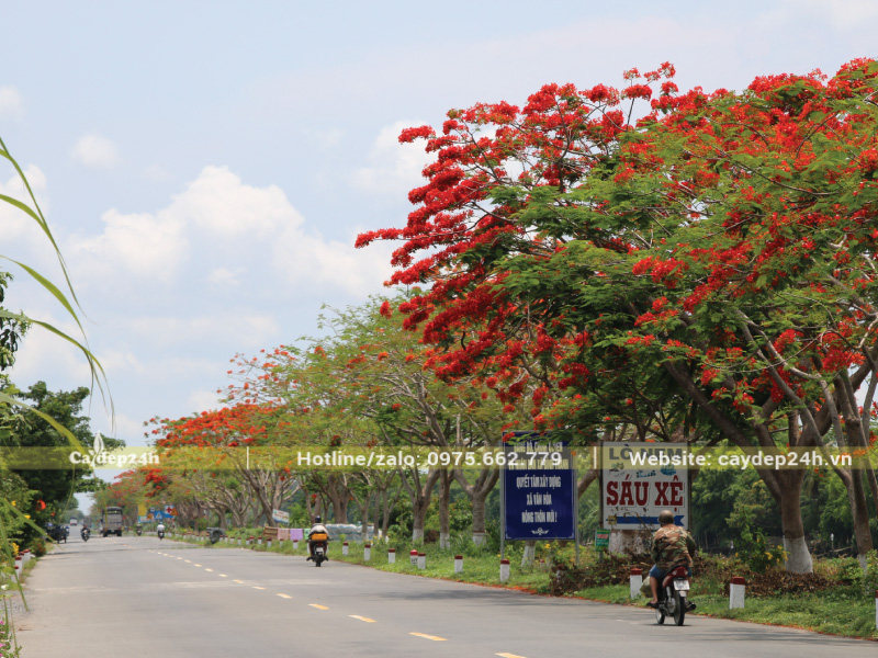 Tán cây phượng vĩ lớn và sum suê