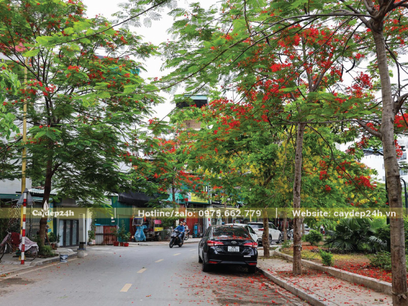 Phượng vĩ vỉa hè có thoát thân cao