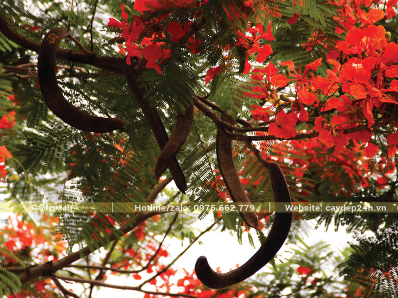 Quả phượng vĩ khá dài và cứng