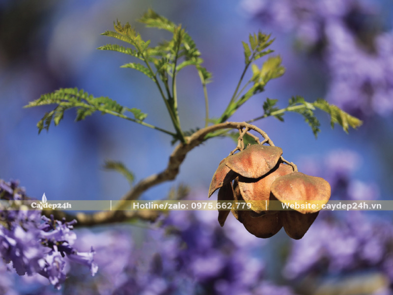 Phượng tím có quả khá nhỏ hình vỏ sò