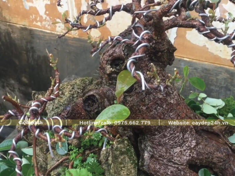 Quấn dây nhôm tạo thế cho cây đa búp đỏ bonsai