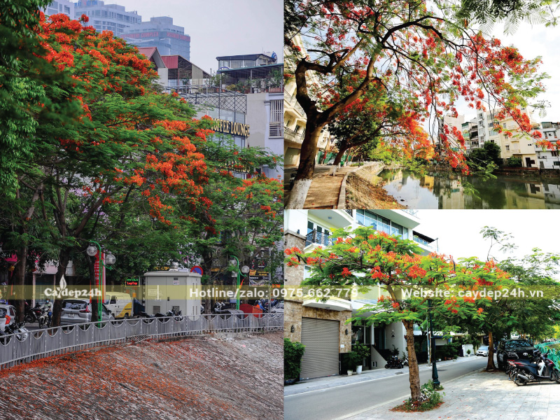 Trồng cây phượng xa hệ thống ống thoát nước ngầm