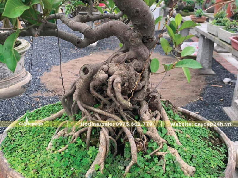 Rễ nổi cho cây bonsai thêm giá trị