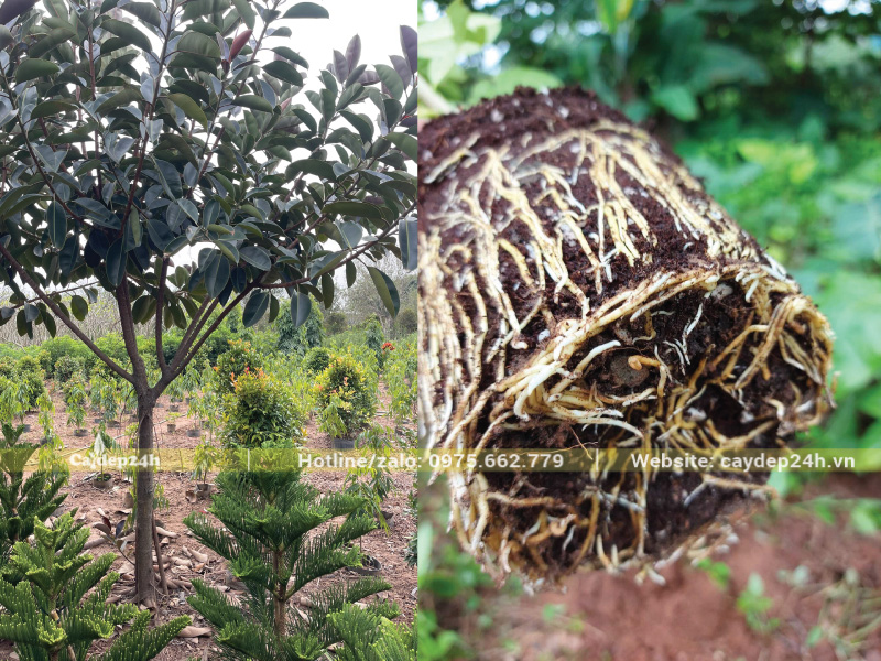 Rễ chuyển màu vàng mọc bao quanh giá thể